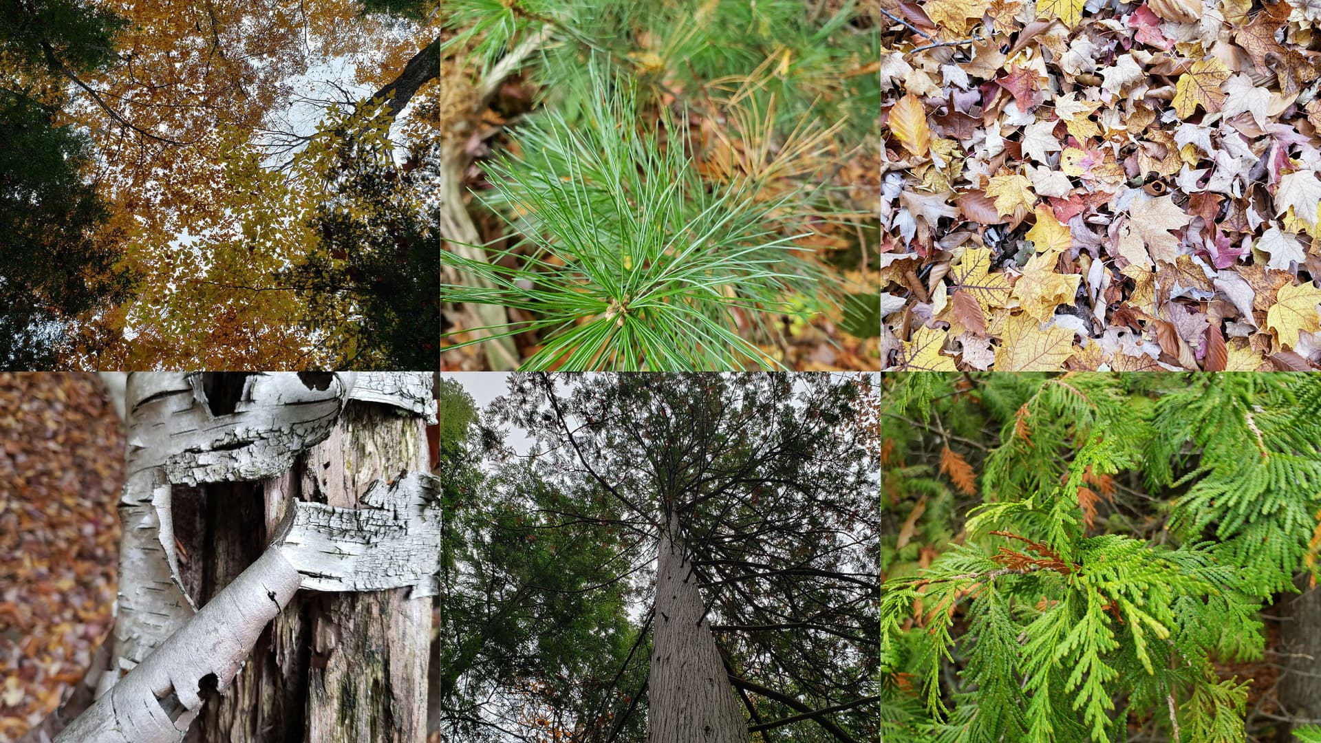 North Lake Commons Site Texture